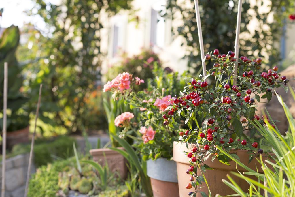 Bauernhof Zoller Villa Hartmannsdorf Ngoại thất bức ảnh